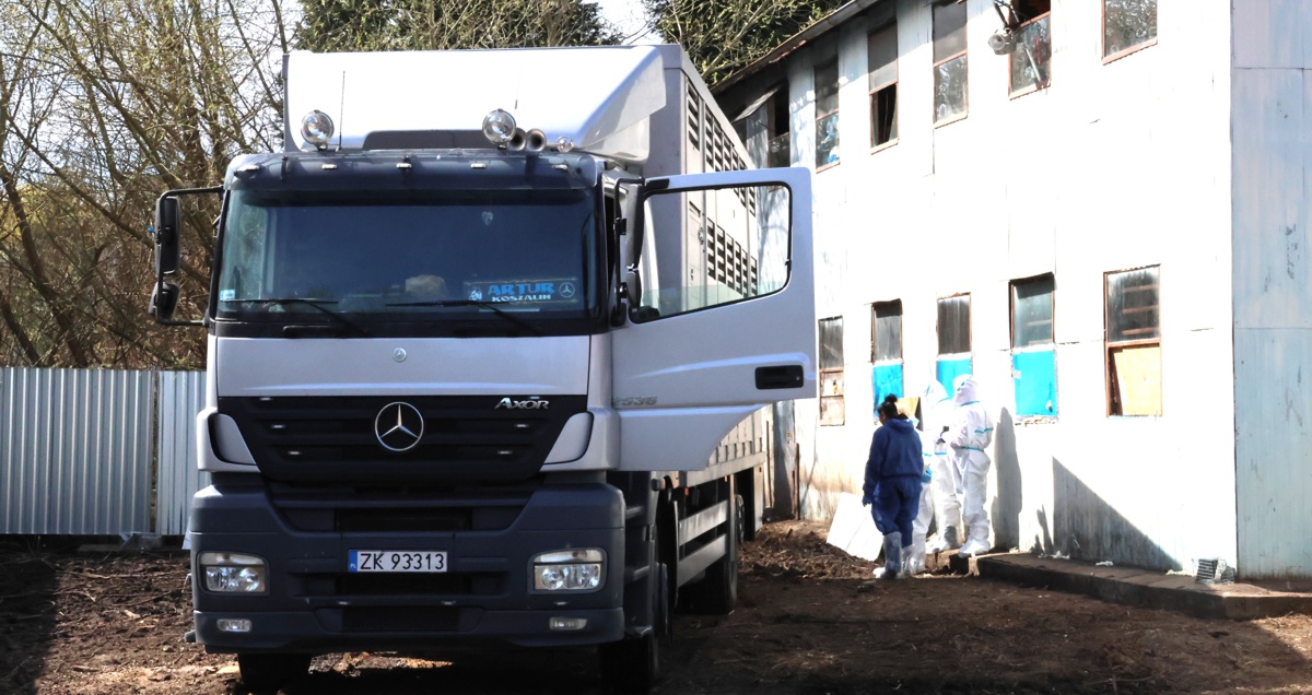 Samochód do przewozu zwierząt