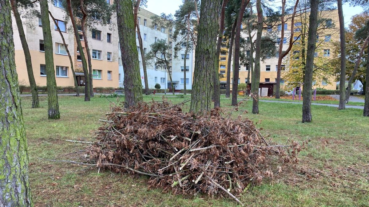 Stos gałęzi ułożony wokół drzewa, w tle bloki mieszkalne