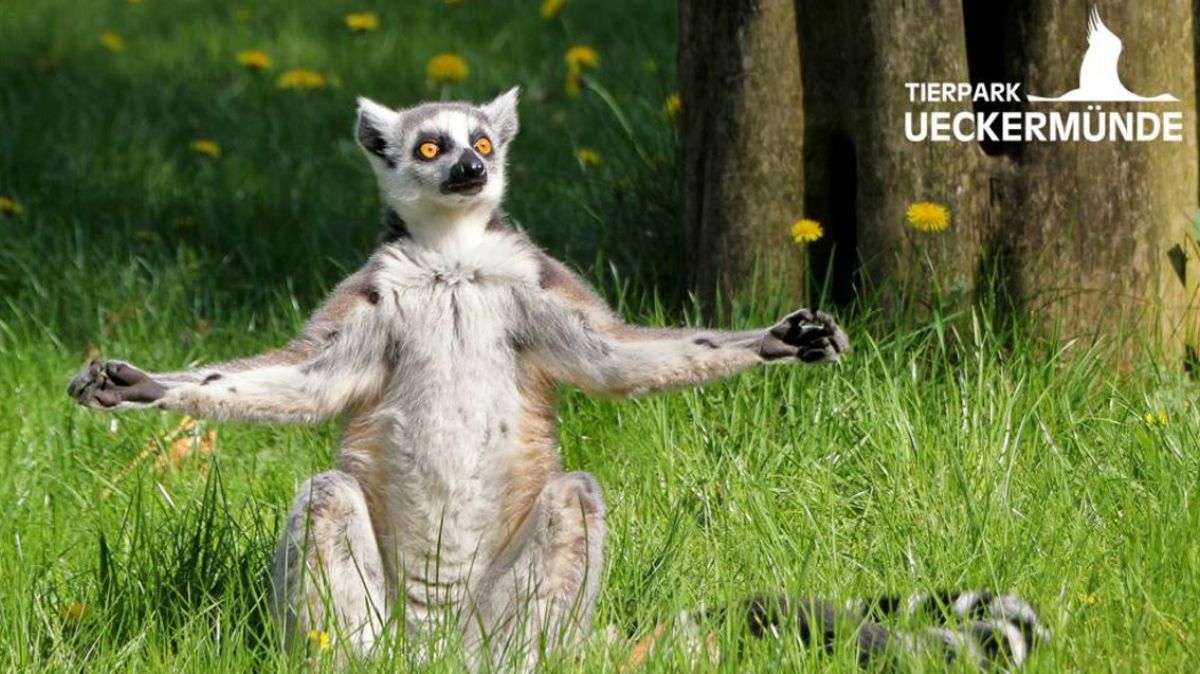 na zdjęciu lemur