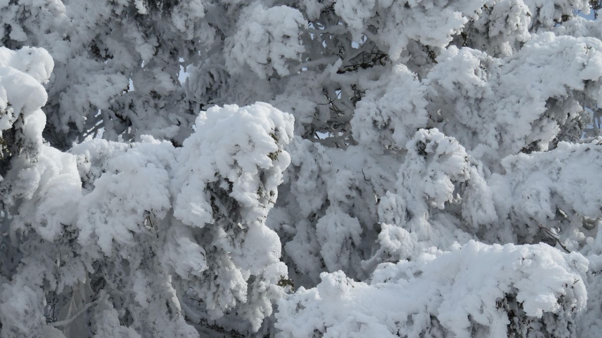 Ośnieżone gałęzie drzew